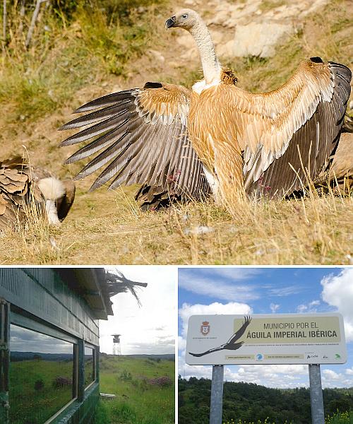 Bildergalerie Tier und Vogelbeobachtungs Hides